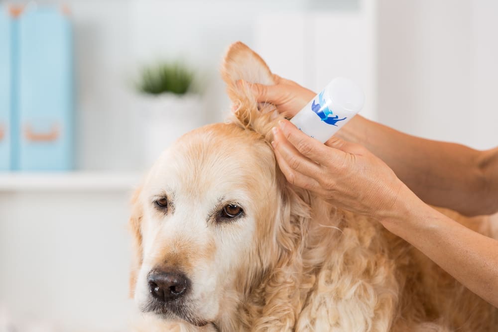 Common Ear Problems in Dogs and How Cleaning Helps