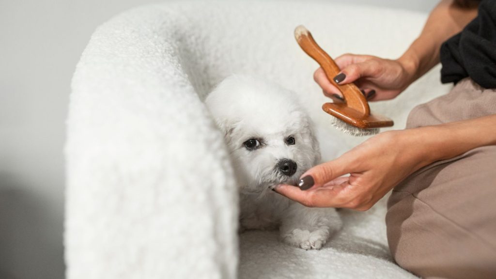 Common Grooming Mistakes Dog Owners Make at Home (and How to Fix Them)