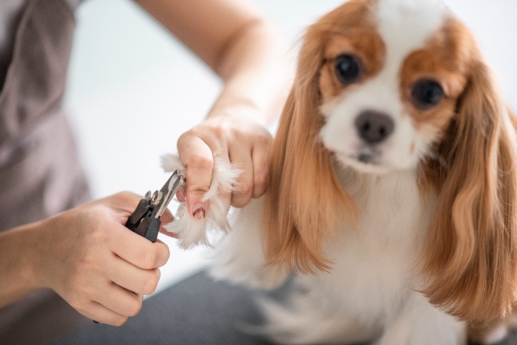 Common Grooming Mistakes Owners Make