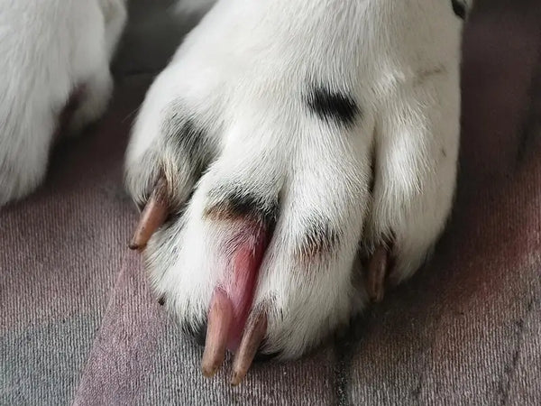 Common Issues Caused by Dirty Dog Toes