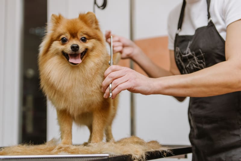 Common Mental Health Issues in Dogs & How Grooming Helps