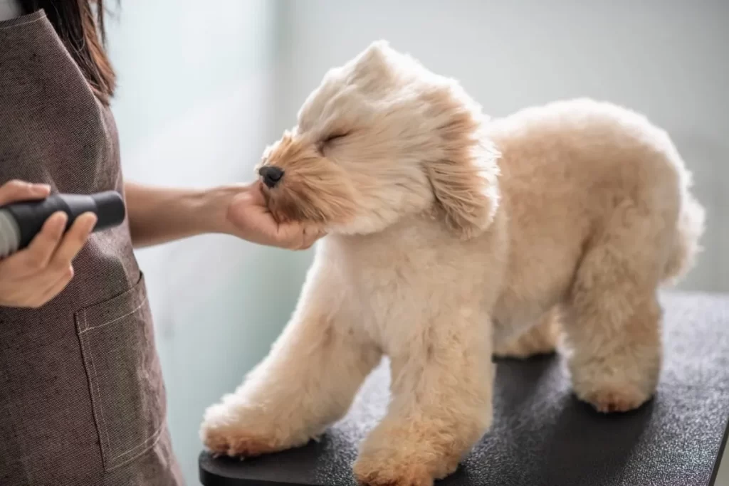 Common Mistakes First-Time Groomers Make (and How to Avoid Them)