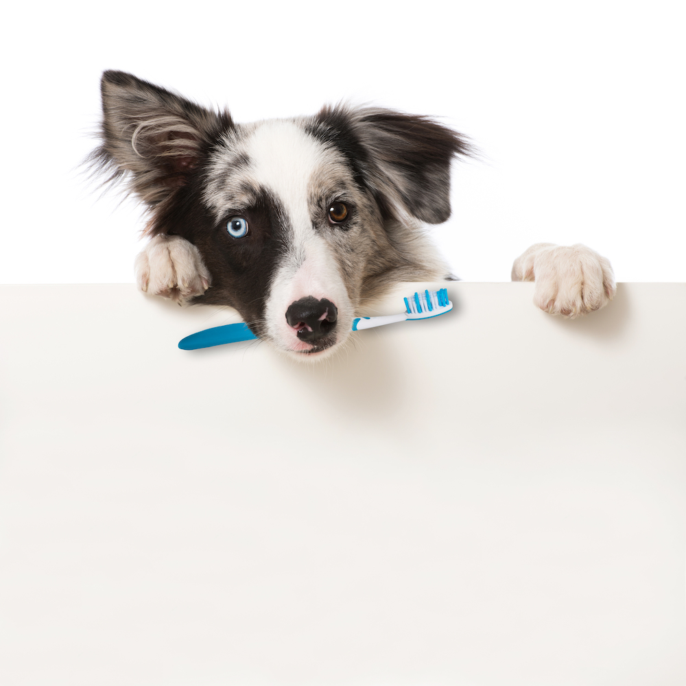 Common Mistakes Owners Make in Dog Dental Care