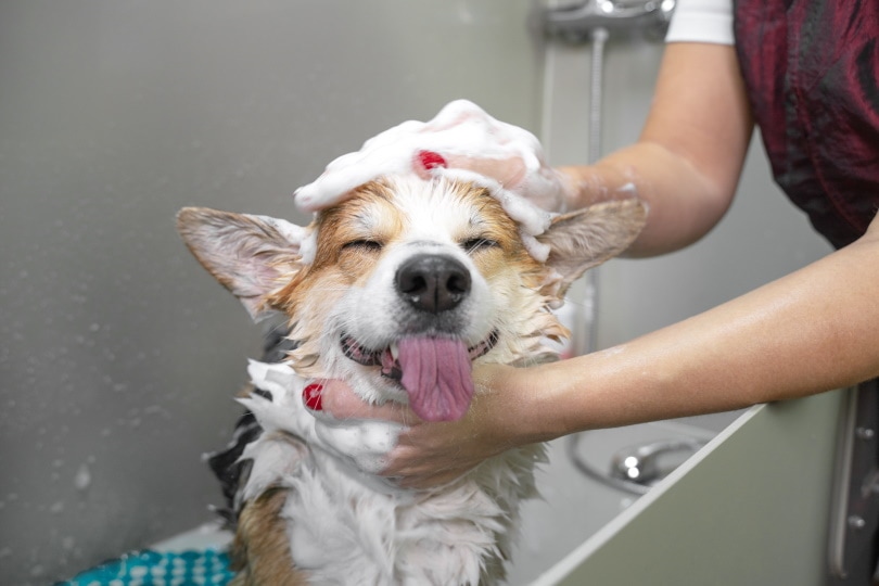 Common Myths About Dog Conditioner Debunked