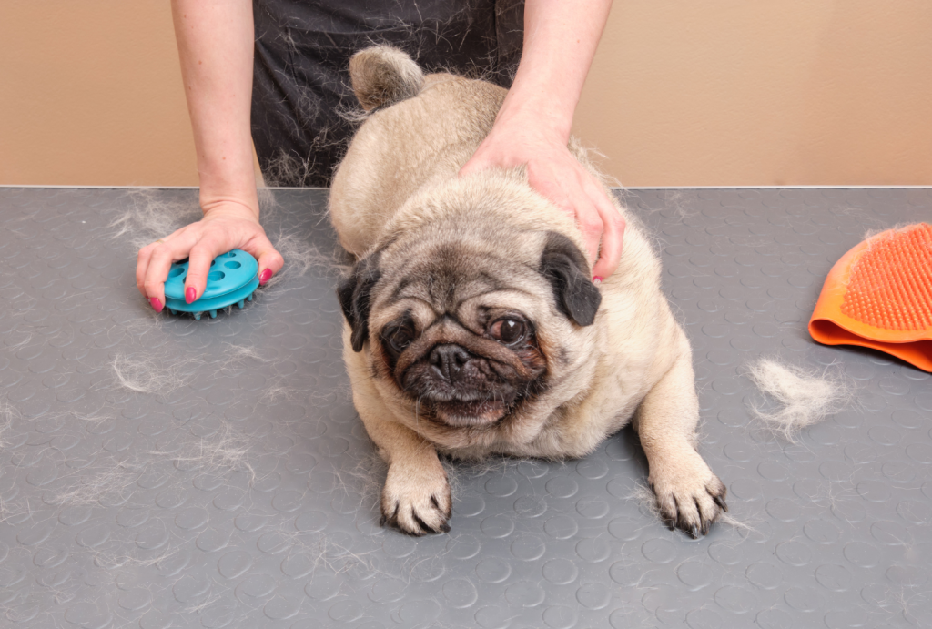 Common Myths About Dog Grooming Services