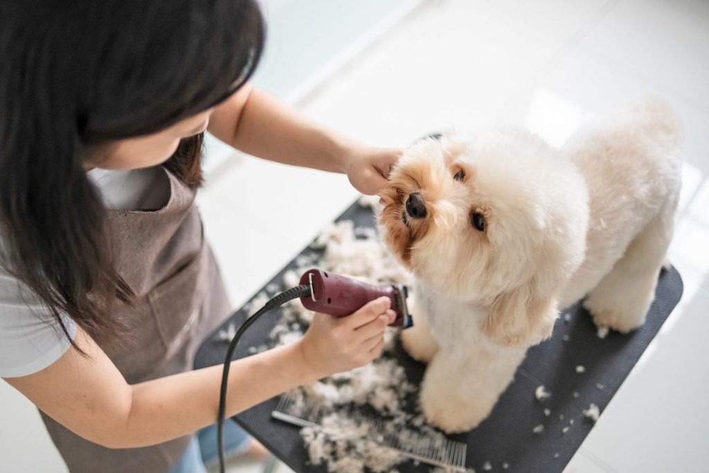 Cost Comparison: Dog Wash vs Full Groom