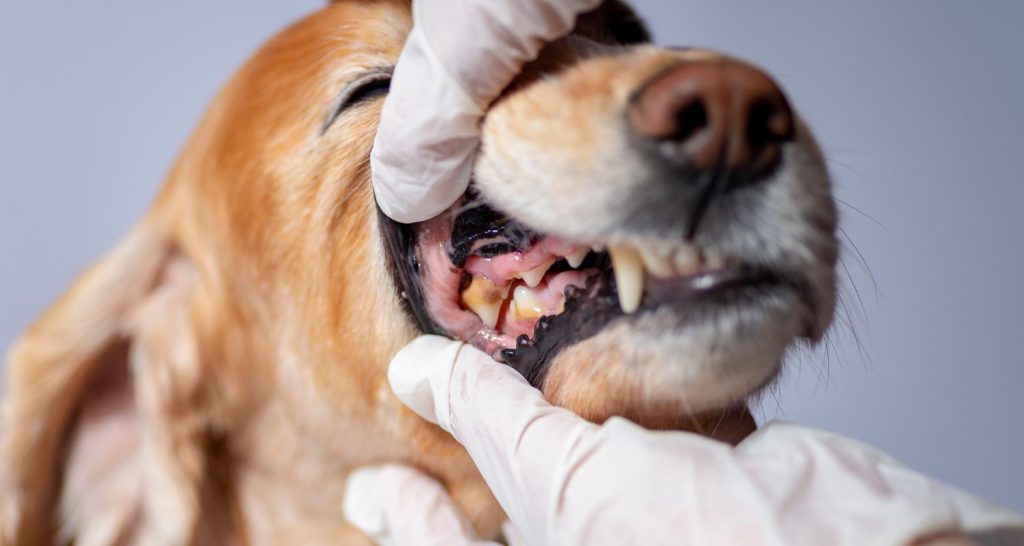 Cost of Treating Neglected Dog Dental Issues