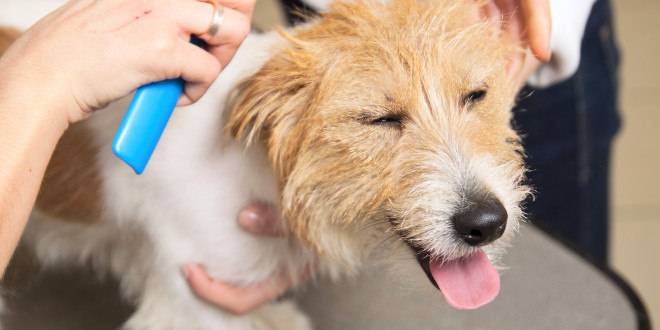 Creating a Balanced Grooming Routine for Long-Term Health