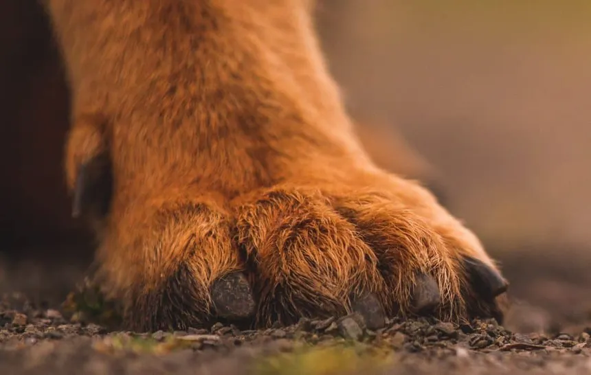 Dewclaw Trimming: Often Overlooked, Always Important