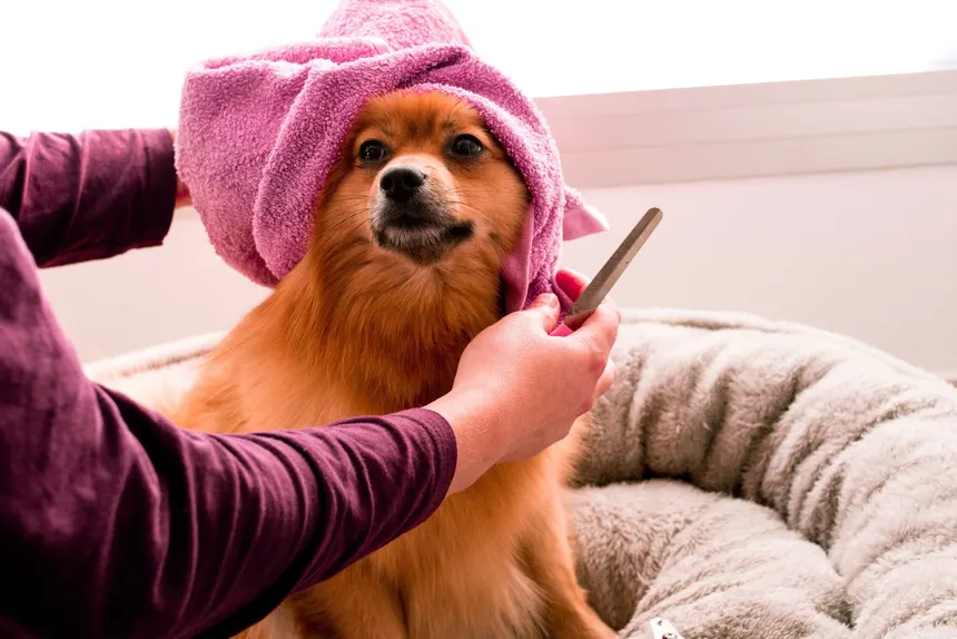 Do All Dog Breeds Need Professional Grooming?