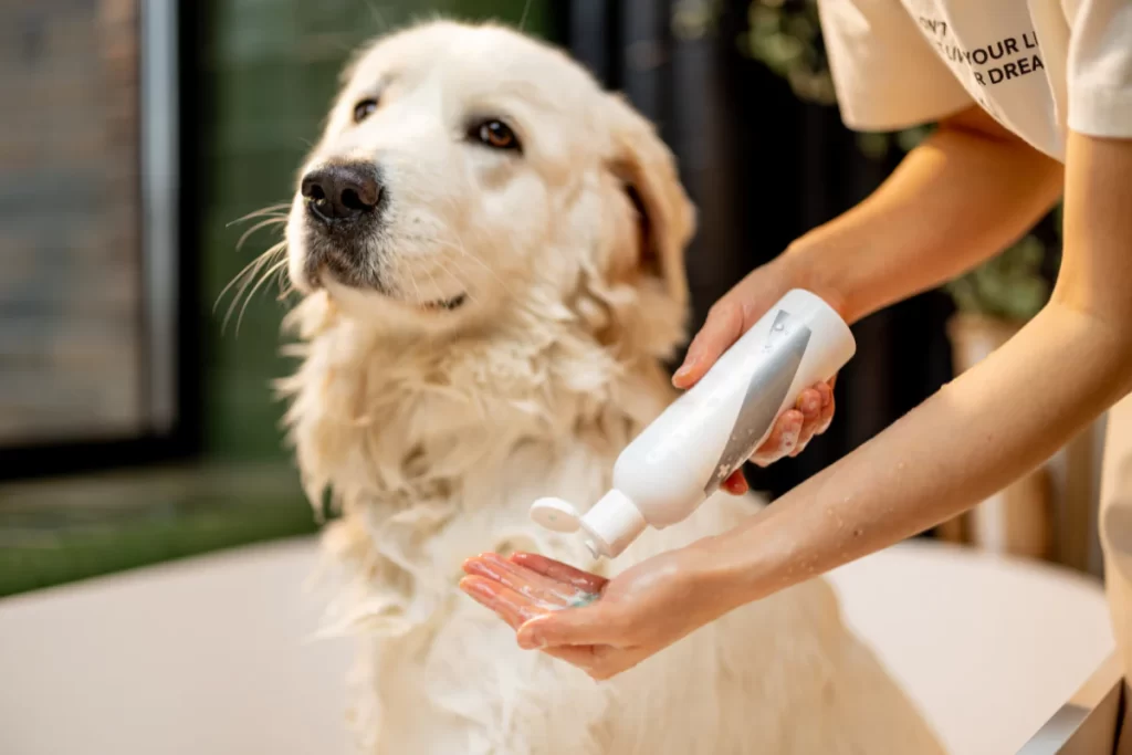 Do Dogs Really Need Conditioner? Groomer-Approved Haircare Tips