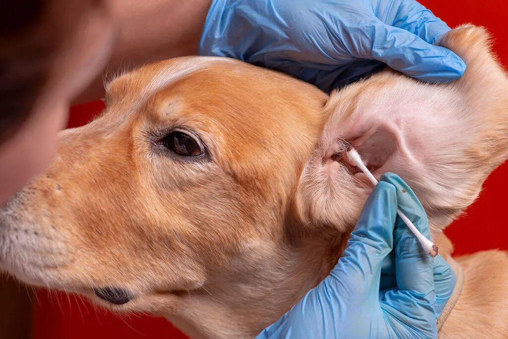 Dog Breeds That Need More Frequent Ear Cleaning