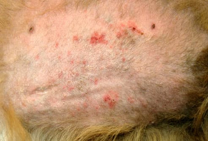 Dog Grooming and Hidden Skin Problems