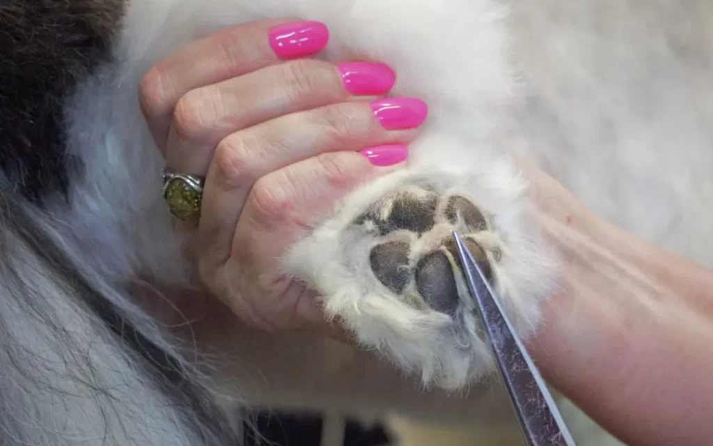 Dog Grooming and Paw Care: Prevention Tips for Healthy Pads