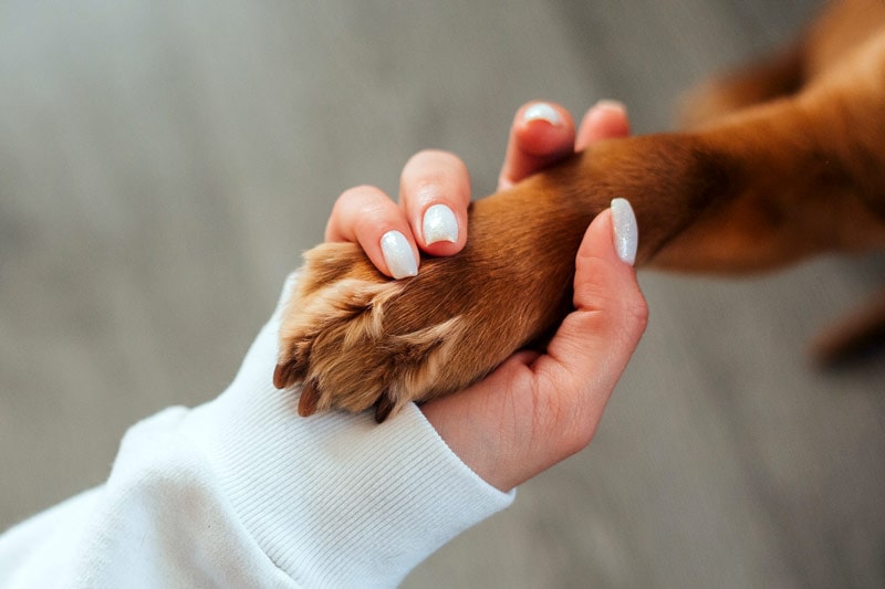 Dog Paw Care for Long-Term Health
