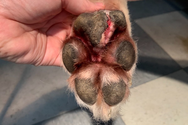 Dog Paw Health Tips: Why Paw Pad Health Matters