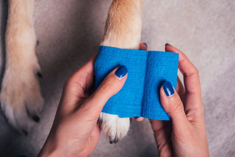 Dog Paw Protection and First Aid for Minor Injuries