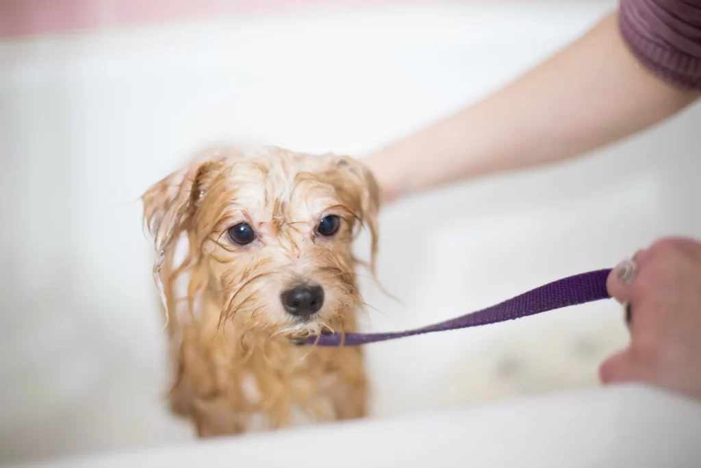 Dog Wash vs Full Groom – Key Differences
