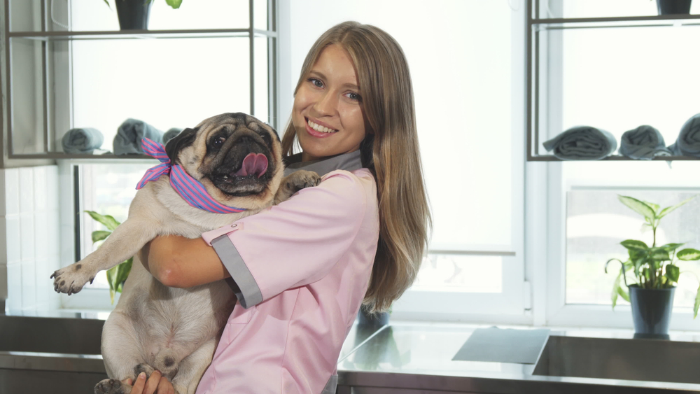 Expert Tips from Dog Groomers and Behaviourists