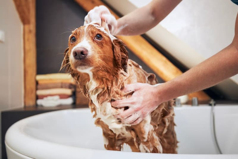 Final Takeaways on Grooming Nervous Dogs
