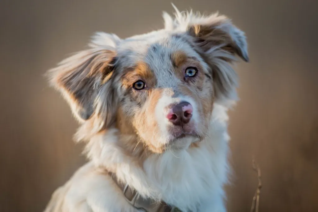 Final Thoughts for Health-Conscious Aussie Pet Parents