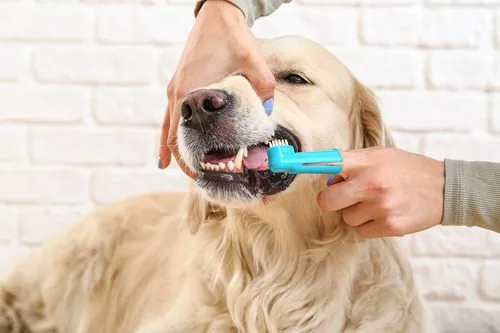 Final Thoughts: Is Professional Teeth Cleaning Worth It?