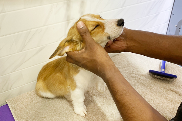 Final Thoughts on Keeping Your Dog’s Skin Healthy Through Grooming
