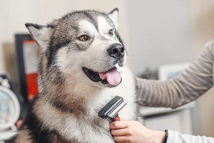 Final Thoughts on Managing Dog Fur Maintenance