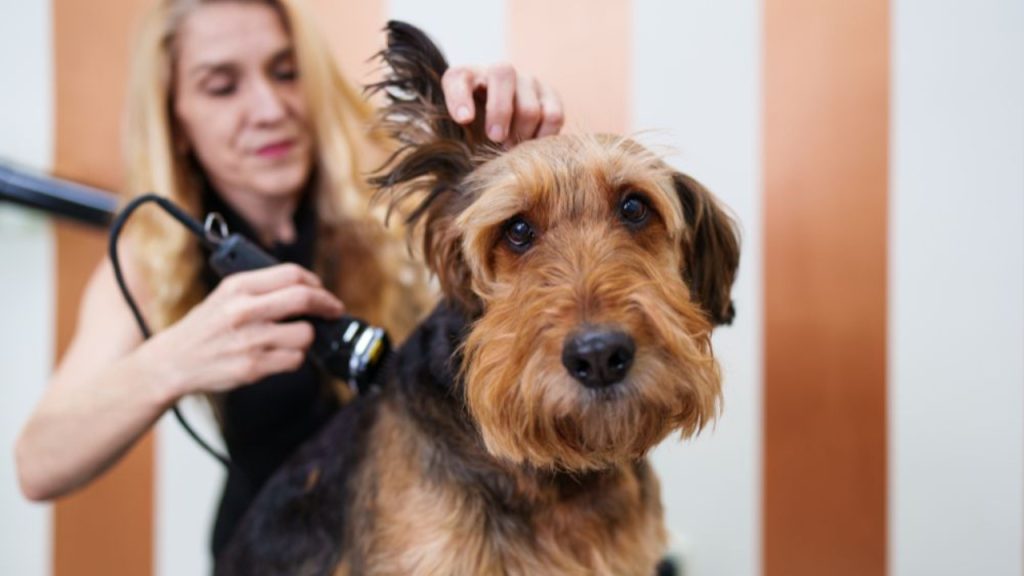 Conclusion: Find the Best Grooming Style for Your Dog’s Needs