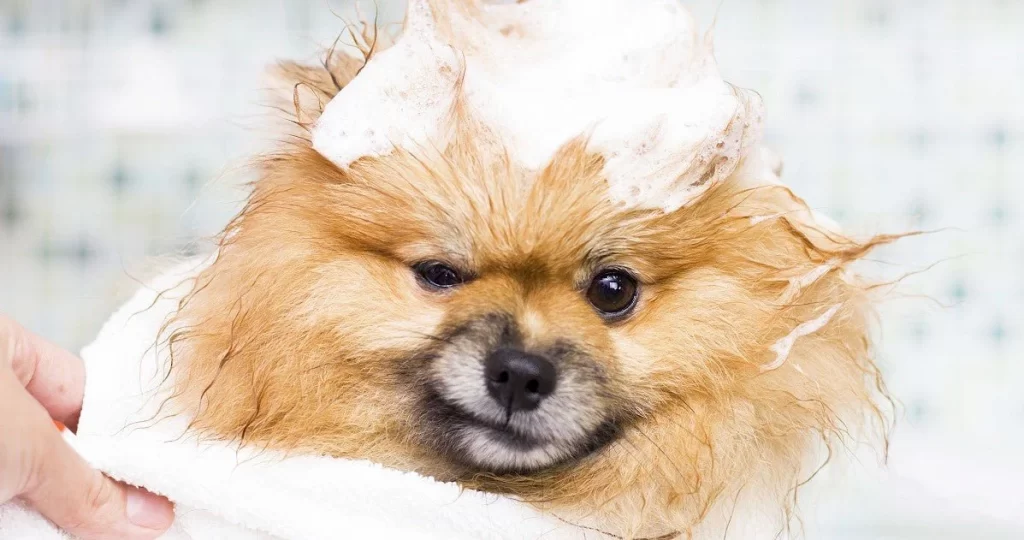 Groomer-Approved Benefits of Using Conditioner
