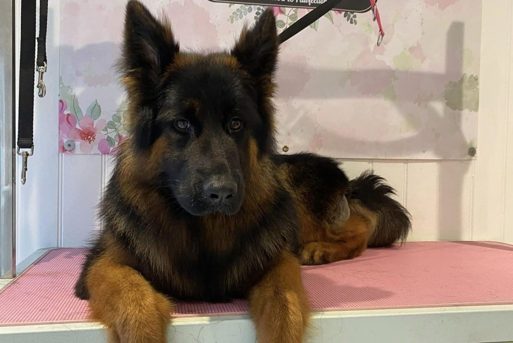 Grooming and Mental Health by Breed: What You Should Know