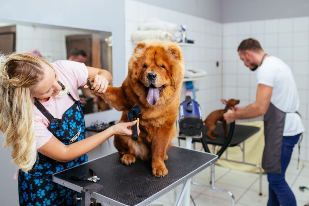 Grooming Cost Comparison: DIY vs Professional (Australia)