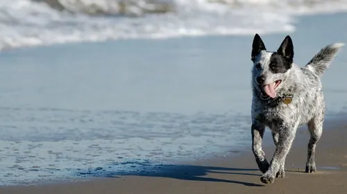 Grooming Dogs in Hot Weather: Summer in Australia