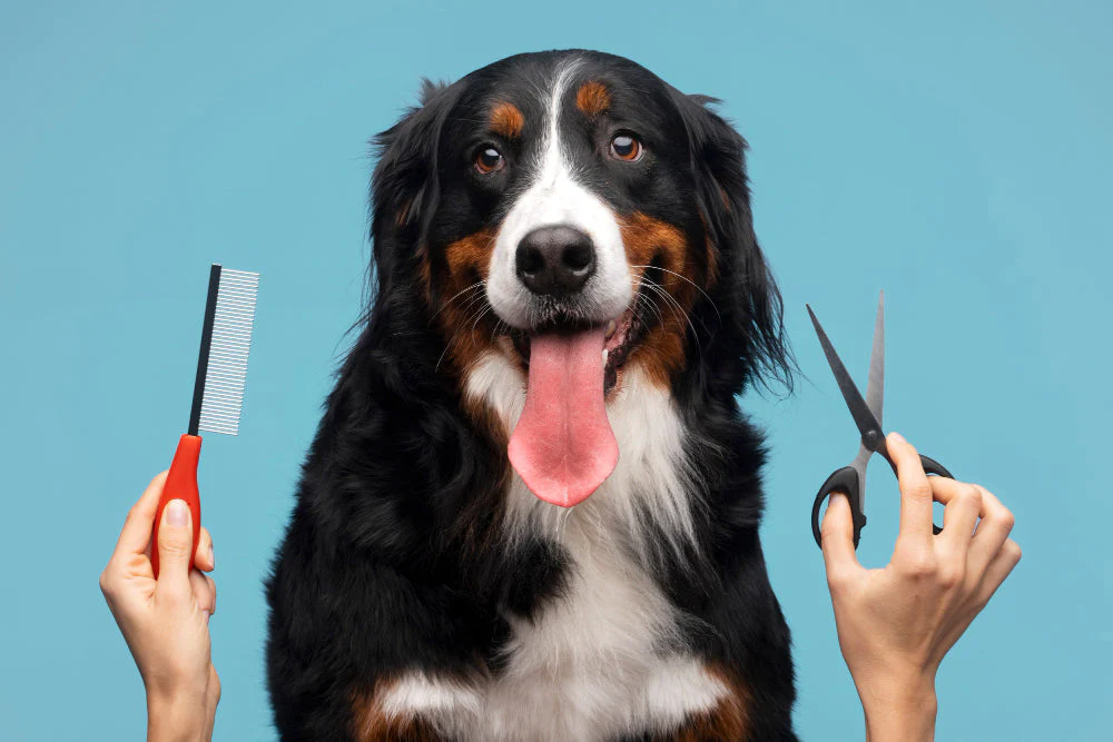 Grooming Schedule to Avoid Skin Infections