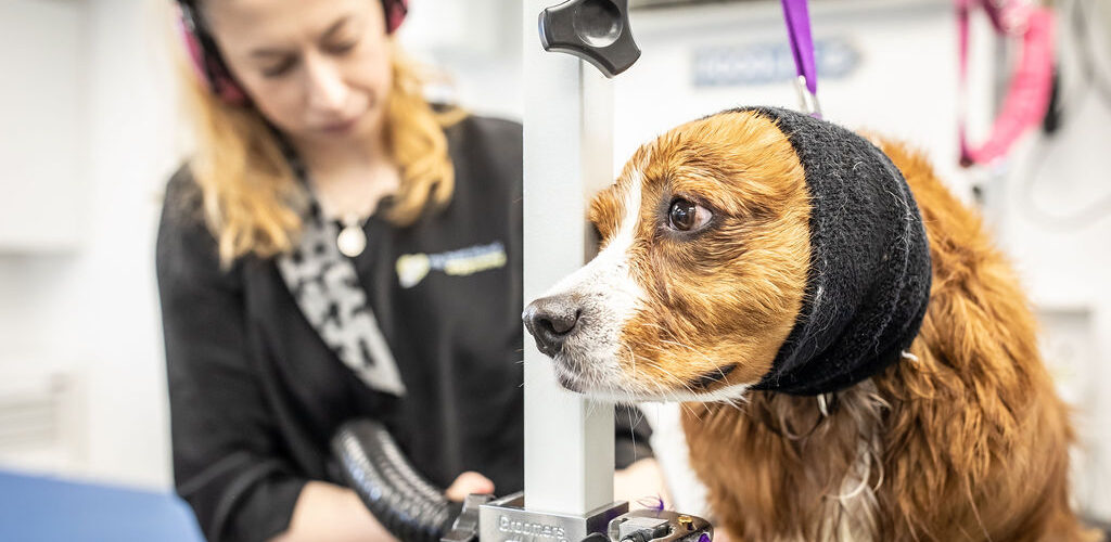 Grooming Stress by Breed and Age