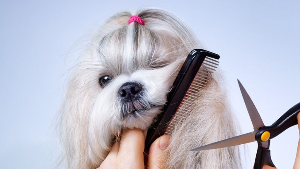 Ask These Questions Before Choosing a Grooming Style
