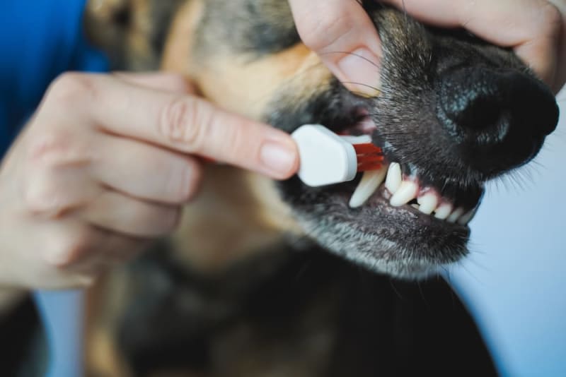 Health Risks of Neglecting Dog Dental Care