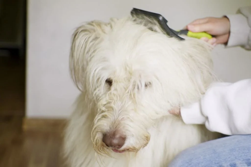 Healthy Dog Coat and Lifestyle Factors