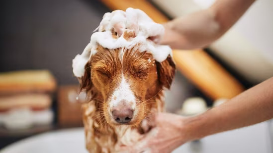 Healthy Dog Grooming Schedule (Expert Recommendations)