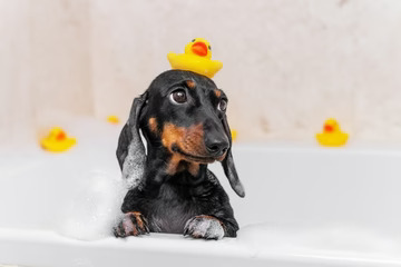 Hidden Dangers in Conventional Dog Shampoos