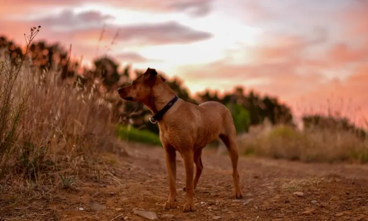 How Climate and Environment Affect Dog Smell