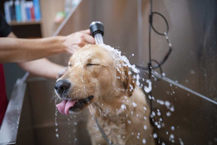 How Dog Grooming Prevents Skin Problems and Infections
