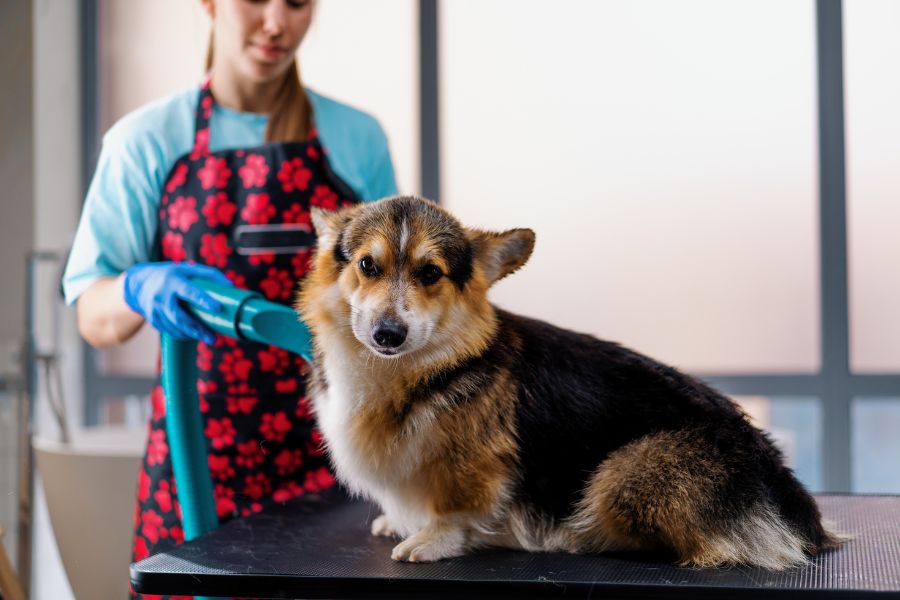 Breed Differences: Do Some Dogs Enjoy Grooming More