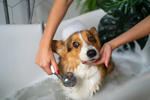 How Grooming Affects Your Dog’s Mental Health and Behaviour