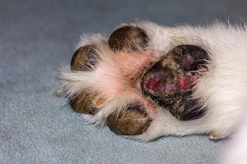 How Often Should I Check My Dog’s Paw Pads