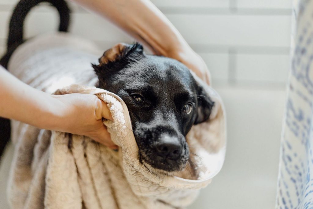 How Often Should You Bathe Your Dog?