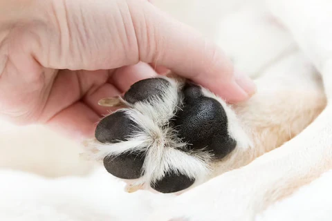 How Often Should You Clean Between Dog’s Toes