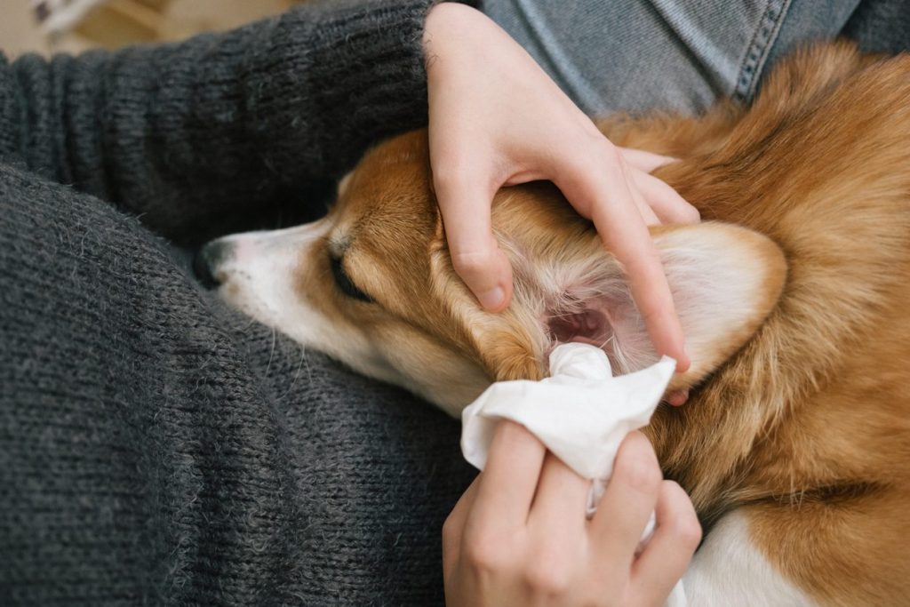 How Often Should You Clean Your Dog’s Ears