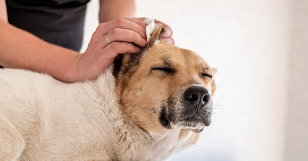 How Often Should You Clean Your Dog’s Ears?