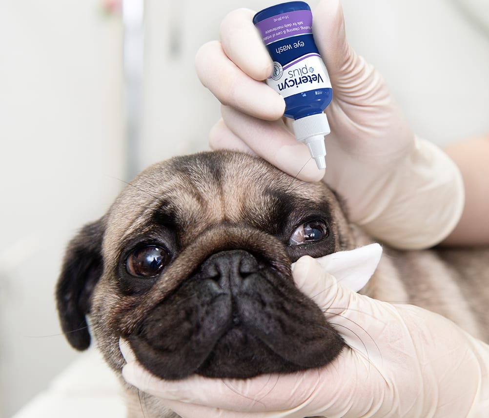 How Often Should You Clean Your Dog’s Eyes